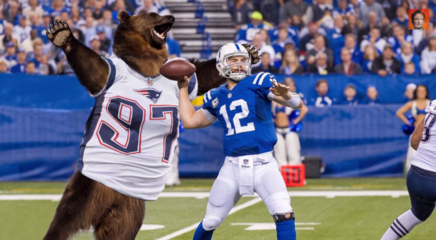 bear wearing patriots jersey sacks qb