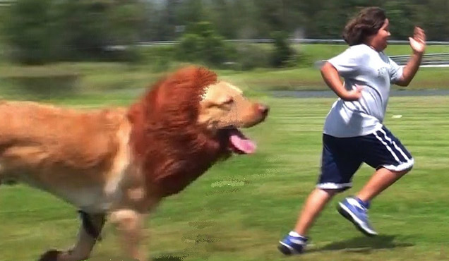 dog looks like a lion chases kid