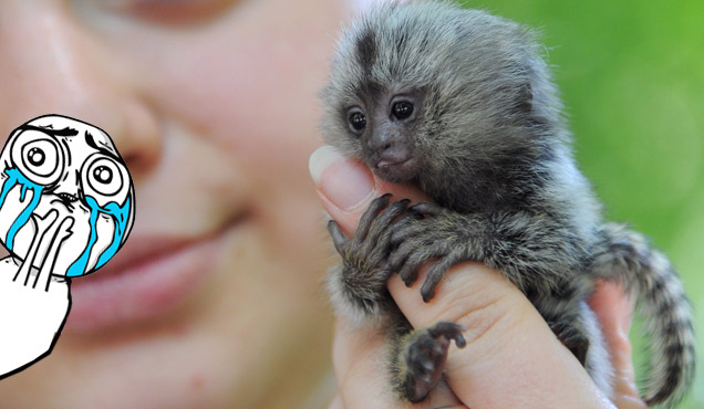 adorable tiny monkey holding woman's finger