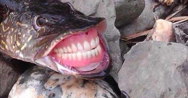 fish with dentures