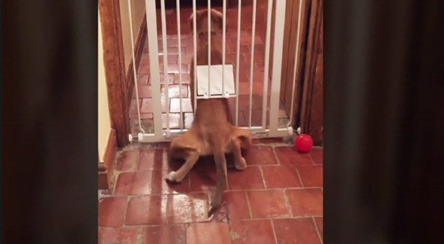 dog escapes kitchen through tiny cat door