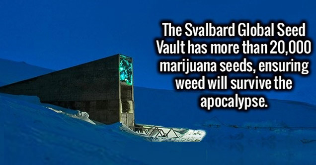 svalbard global seed vault contains 20,000 marijuana seeds