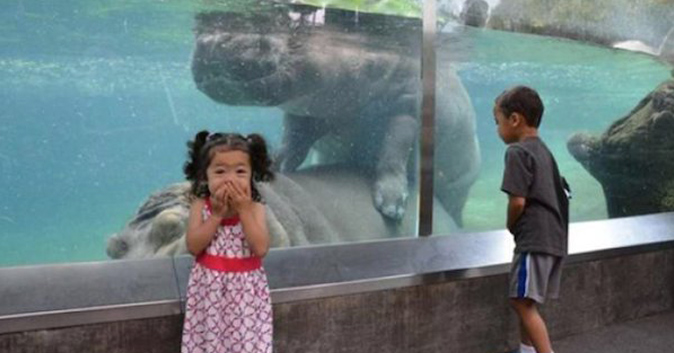 Little girl looks at camera and covers her mouth while two hippos in a cage have sex.