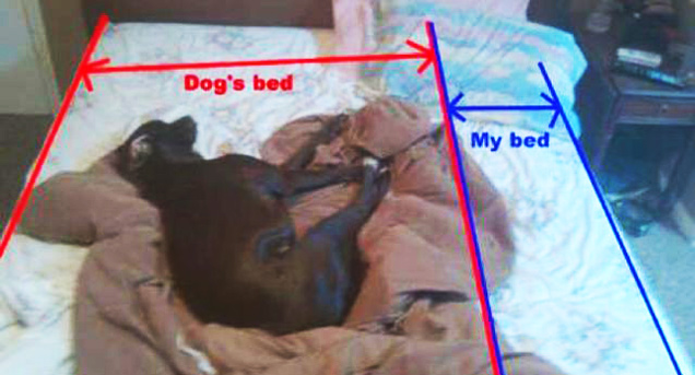 memes - sharing bed with dog funny - Dog's bed My bed