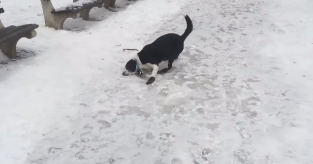 dog slipping on ice