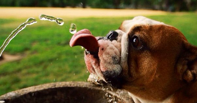 bulldog drinks from water fountain