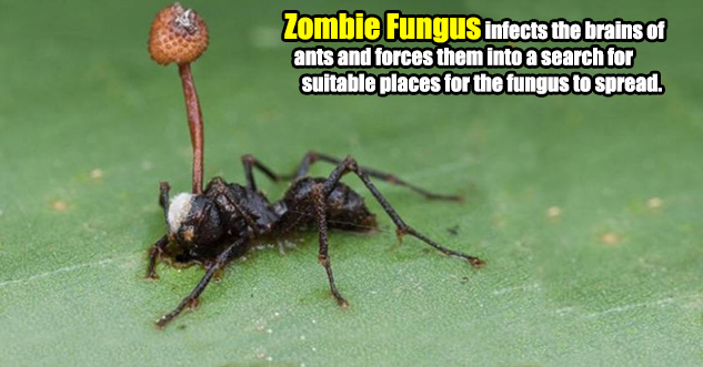 Zombie Fungus infects the brains of     ants and forces them to search for suitable       places for the fungus to spread.