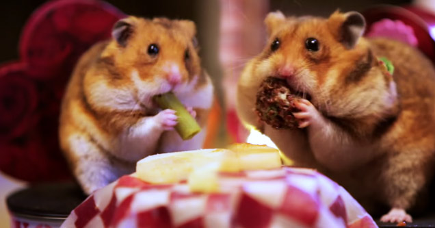 two tiny hamsters eating tiny food