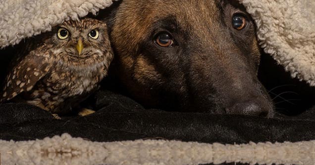 owl and dog cuddling under blanket