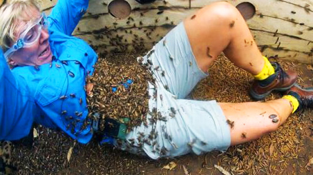 woman attacked by bee hive