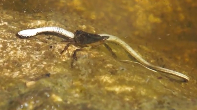 water bug eating snake