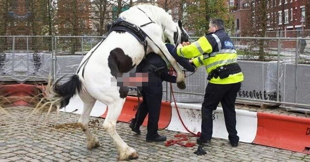 cop's horse tries to mount her