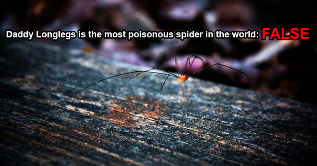 The Daddy Longlegs is not the most poisonous spider in the world. As the misinformation goes they have an extremely poisonous venom in their mandibles, but they are too small to puncture the skin. It isn’t true. The most venomous types of daddies can caus