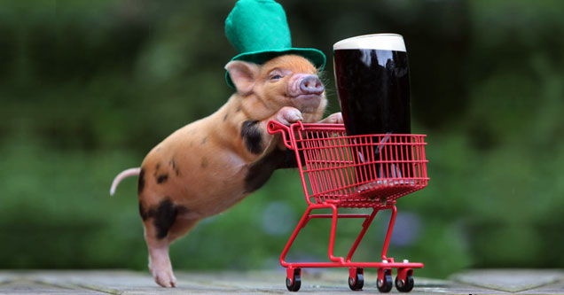 pig pushes a tiny shopping cart with a beer