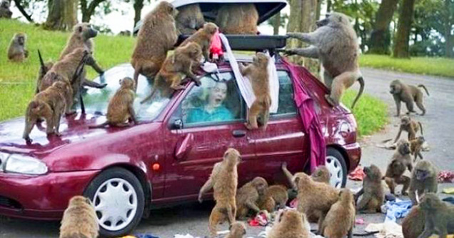 car getting torn apart by monkeys