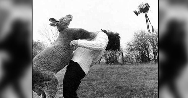 kangaroo punches woman camera goes flying