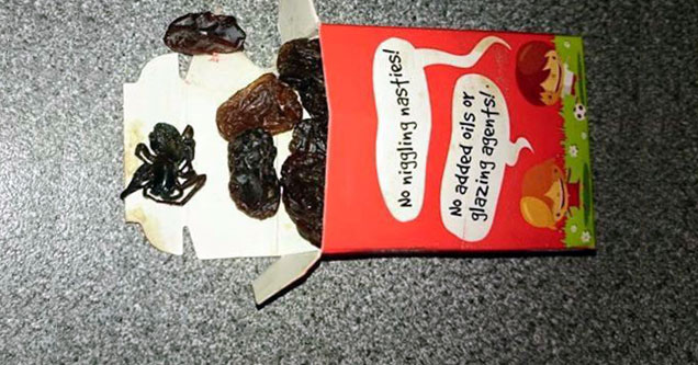 dead spider in package of raisins