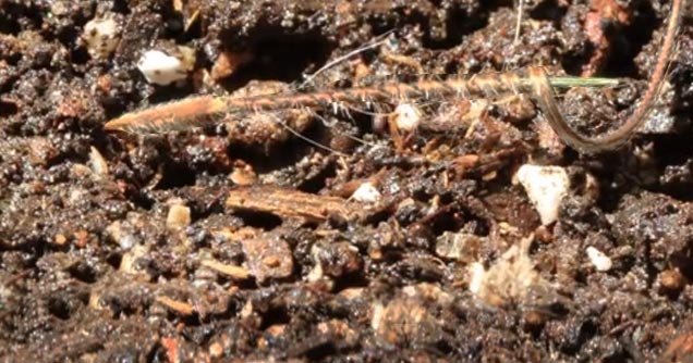 erodium seed drills itself into the ground