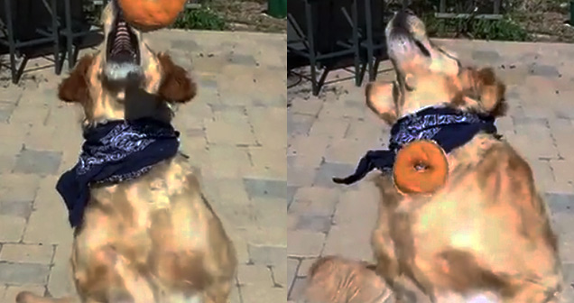 dog tries to catch donut and fails