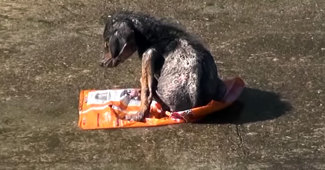 abused abandoned dog is rescued from the LA river