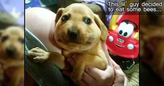 cute puppy with swollen face because he ate bees