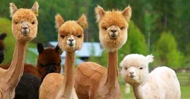 shaved llamas