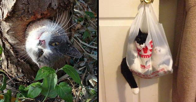 cats stuck in trees | cat trapped in a bag