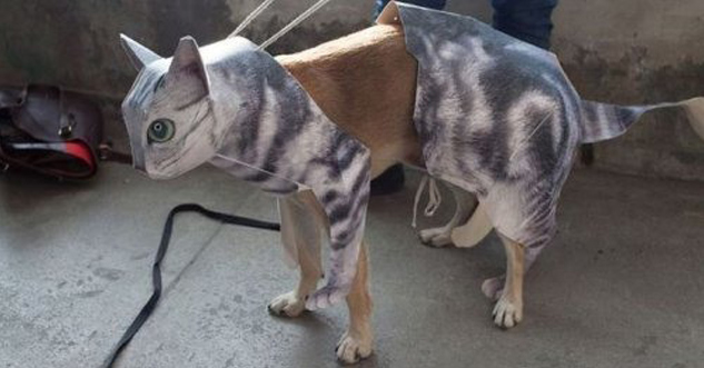 Dog wearing a cat costume