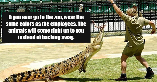 steve irwin career - Besnuan If you ever go to zoo wear the same colors as the employees do. The animals will come right up to you instead of backing away.