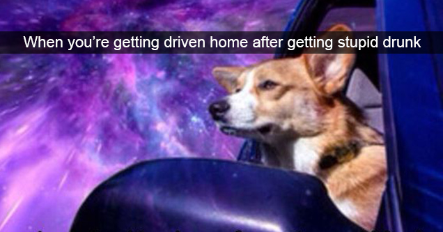 dog in the space - When you're getting driven home after getting stupid drunk