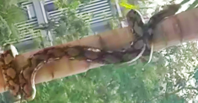 Ever Seen How a Python Climbs a Tree?