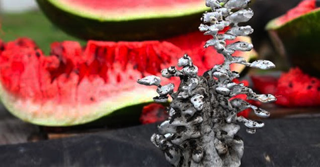 Pouring Molten Aluminum Into Watermelon