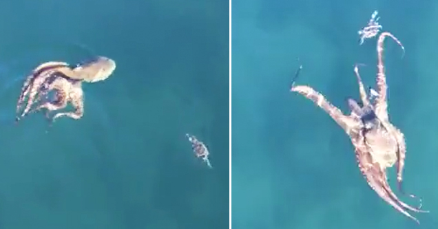 Octopus Chases Down Crab