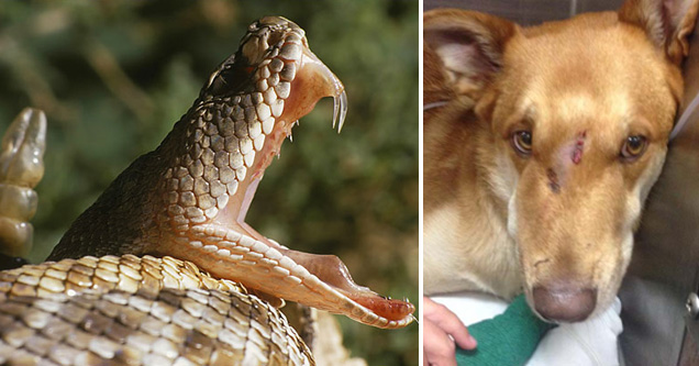 Man's Dog Saves Him From a Deadly Rattlesnake