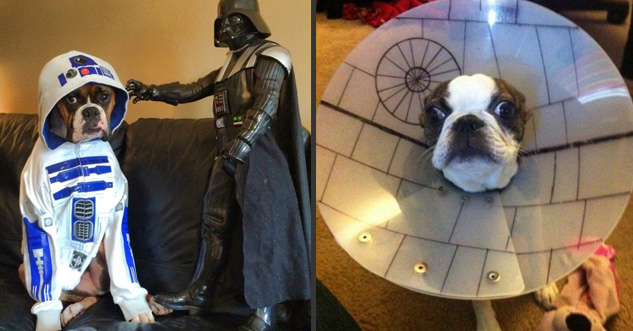 21 Animals Celebrating Star Wars