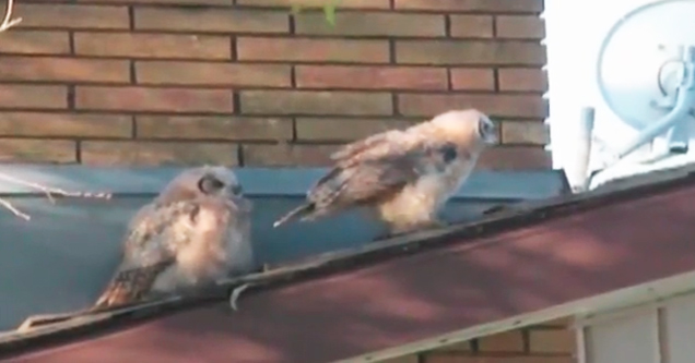 Owl Leaves Friend Nasty Parting Gift