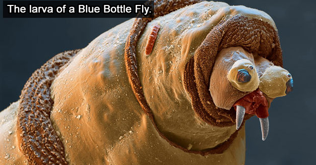 26 Amazing Electron Microscope Images