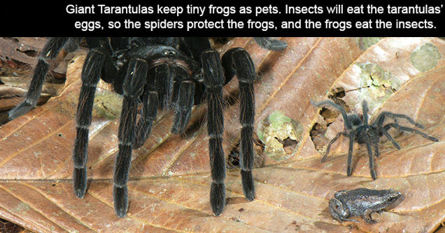 tarantula keep frogs as pets - Giant tarantulas keep tiny frogs as pets. Insects will eat the burrowing tarantulas' eggs so the spiders protect the frogs from predators, and in return the frogs eat the insects.