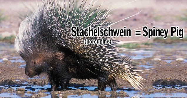 German Animal Names Translated to English