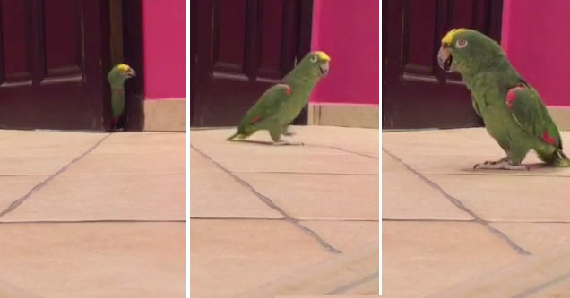 Bird Escapes And Laughs Like Super Villain