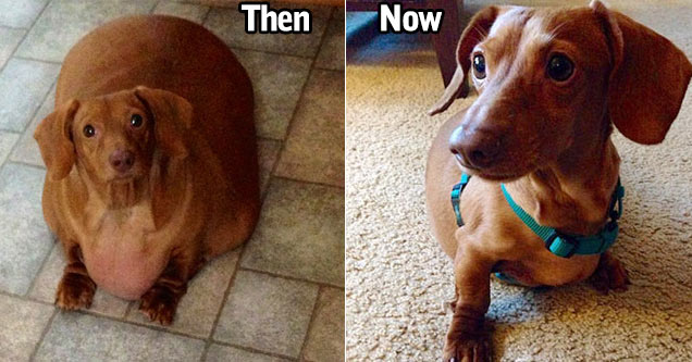 Dennis Dachshund Goes On A Diet