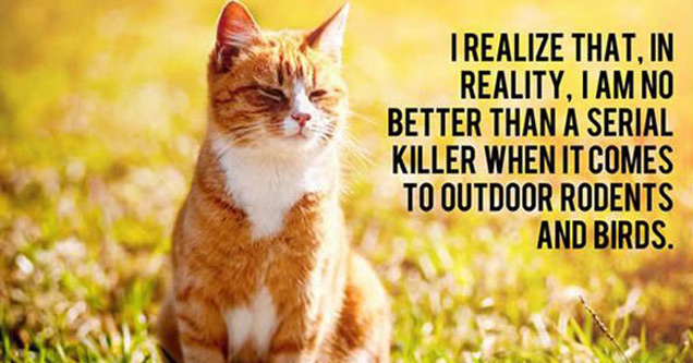 18 Hilarious Cat Thoughts