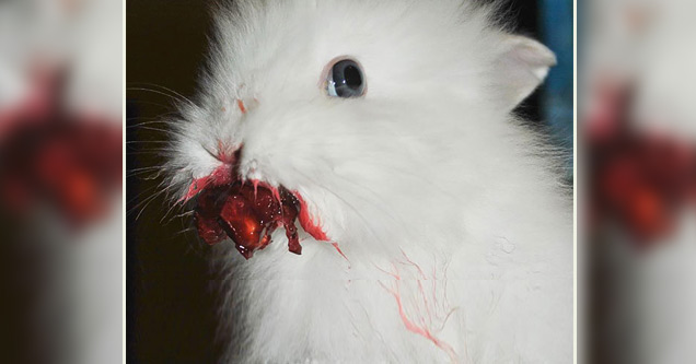 Animals Eating Berries Looks Horrific - Gallery