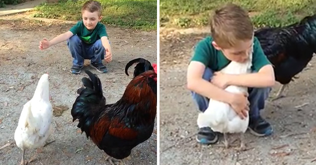 Boy and Chicken Share Warm Embrace