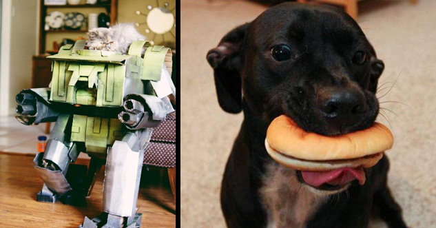 17 Pets That'll Make You Jealous