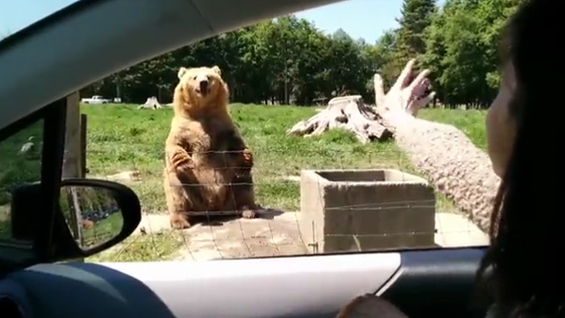 Brown Bear Makes An Impressive Catch