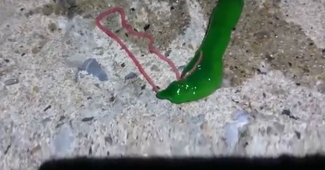 Horrifying Green Slime Creature With An Infinite Tongue