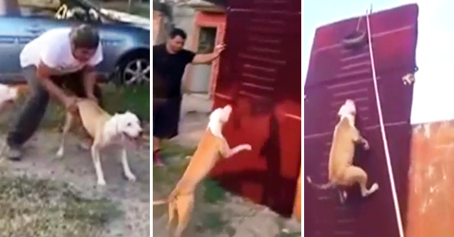 Impressive Pitbull Climbs Two Story Wall