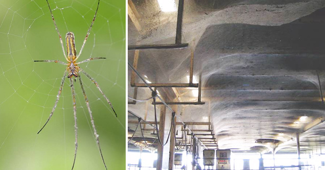 100 Million Spiders Built A 4 Acre Web