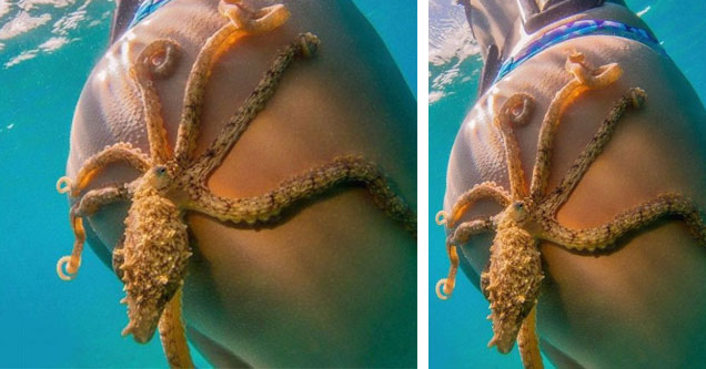 Octopus grabbing a girls butt in the ocean